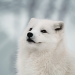 snowfox