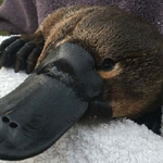 PowerPlatypus